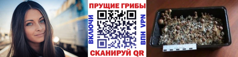 Галлюциногенные грибы MAGIC MUSHROOMS  blacksprut как зайти  Высоцк 